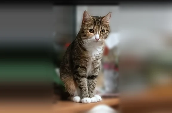 Пропала кошка, Поселок Мшинская, Мшинская — небольшая, гладкошерстная, с белыми носочками - photo