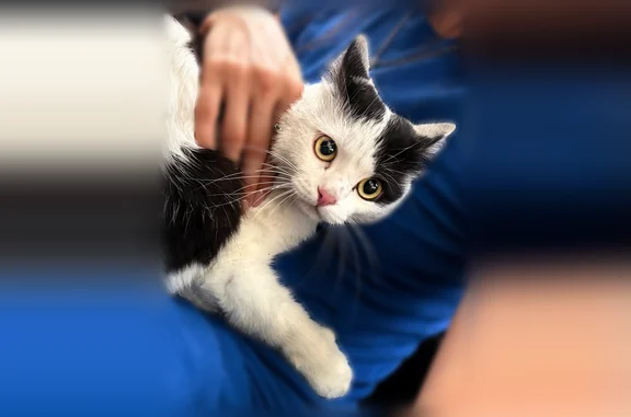 Найденные животные Междуреченск, фото: Найдена кошка, Междуреченск, Коммунистический, д. 31 — очень красивый мальчик, ходит в лоток
