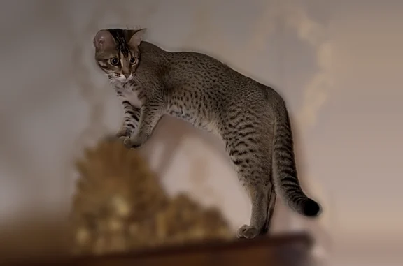 Пропала кошка, Район Выборгский (г Санкт-Петербург), Песочное, д. 63, Санкт-Петербург — пятнистый окрас, в ошейнике - photo