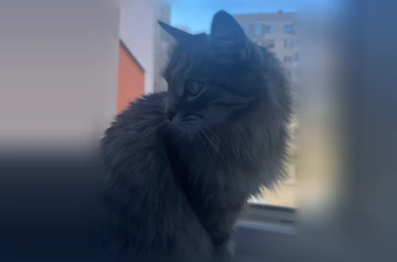 Пропала кошка, Чебоксары, Хевешская, д. 30 — сибирский самец, кличка «пуся» - photo