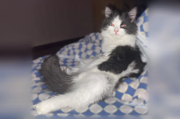 Объявления о пропавших и найденных животных, Болохово, фото: Пропала кошка, Болохово, Ленина, д. 8, Болохово — кастрированная
