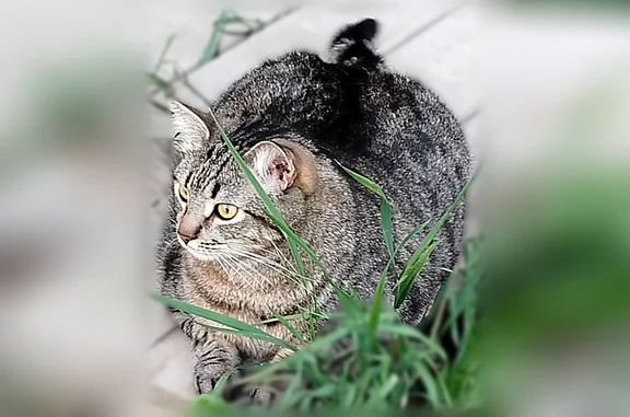 Кошки потеряшки, Смоленск, фото: Потеряшка кошка, Смоленск — полненький, с пятнами на животике
