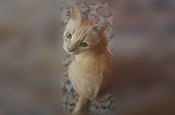 Пропала кошка, Ростов-на-Дону, 20-летия Октября, д. 33 — домашняя, кличка Персик - photo