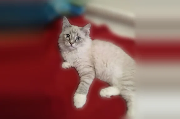 Пропала кошка, Тюмень, Салтыкова-Щедрина, д. 3 — маленький котик 7 месяцев, очень пугливый - photo
