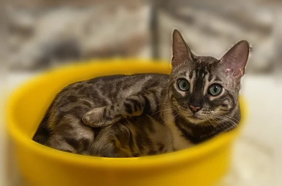 Пропала кошка, Бринского, д. 4 1, Нижний Новгород — бенгальская, 2 года, зелёные глаза - photo
