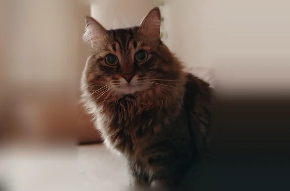 Пропала кошка, Коркино, Правды, Коркино — очень пугливая, домашняя - photo