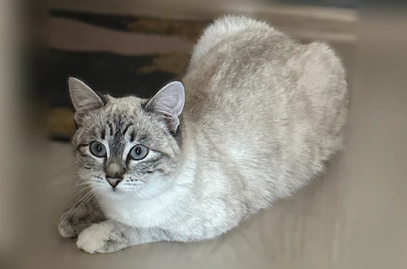 Пропала кошка, Нижний Тагил, Чайковского, д. 49 — небольшие розовые пятна над глазами - photo
