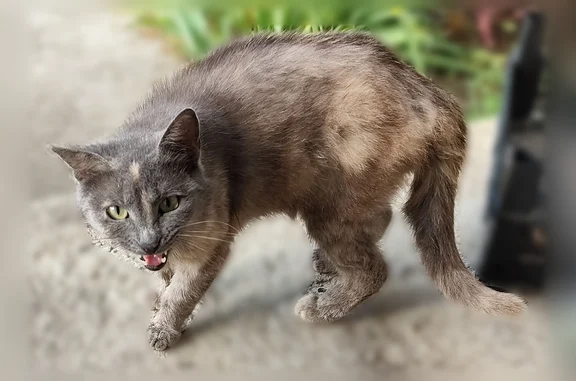 Найдена кошка, Краснодар, фото: Найдена кошка, Краснодар, Мечты, Краснодар — насторожена, подходит только за едой