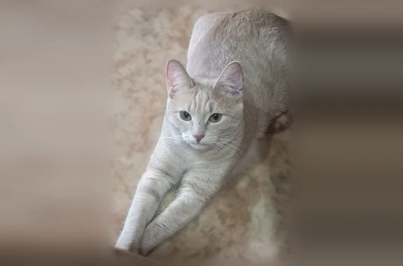 Пропала кошка, Урицкого, Ковров — светло-рыжая, молодая, активная - photo