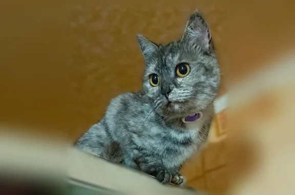 Найдена кошка, Наволоки, фото: Найдена кошка, Наволоки