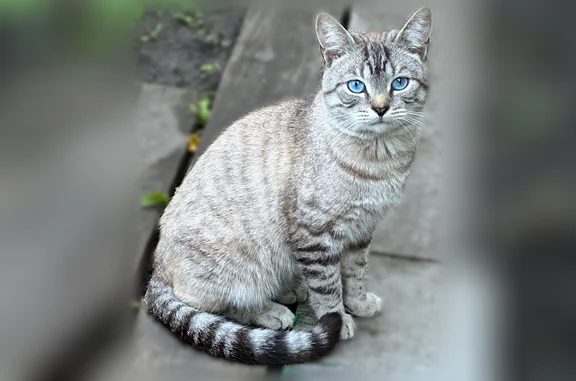 Объявления о пропавших и найденных животных, Грязи, фото: Найдена кошка, Грязи — очень красивый котик с голубыми глазами