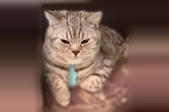 Пропала кошка, Пенза, Ново-Казанская, д. 2А, Пенза — полосатый котик с зелёным ошейником - photo