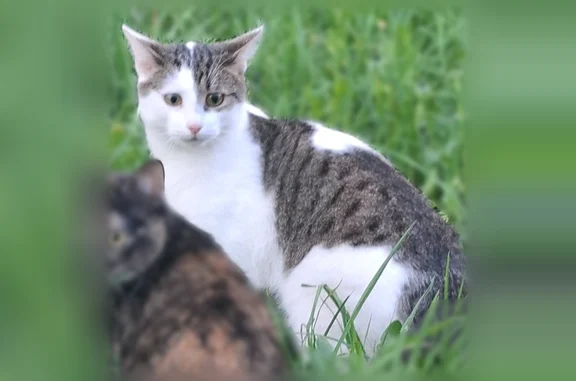 Пропала кошка, Елабуга, Мира, д. 8, Елабуга — голос как у котёнка - photo