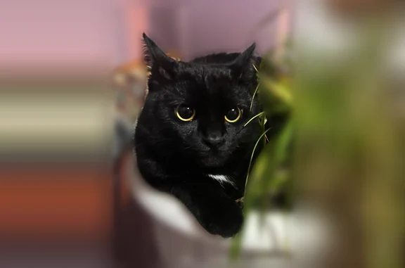 Пропала кошка, им. Рокоссовского, д. 50, Волгоград — откликается на имя Молекула - photo