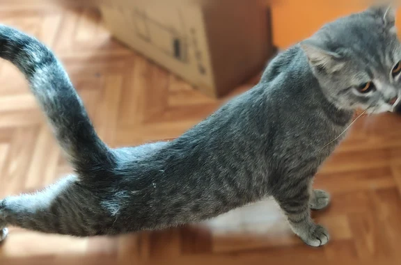 Найдена кошка, Абакан, фото: Найдена кошка, Абакан, Щетинкина, д. 59 — очень ласковая, домашняя