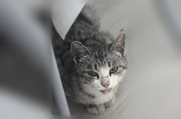 Найдена кошка, Улан-Удэ, фото: Найдена кошка, Район Октябрьский (г Улан-Удэ), Мокрова, д. 46, Улан-Удэ — беременная, с дефектом ротовой полости