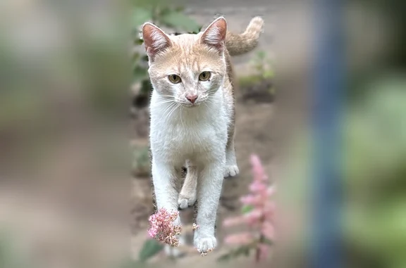Найдена кошка, Казань, фото: Найдена кошка, Казань, Аделя Кутуя, д. 6, Казань — бело-рыжая, молодая
