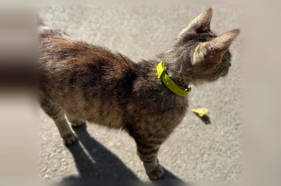 Найдена кошка, Волгоград, фото: Найдена кошка, Волгоград, им. Ткачева, д. 16 — ласковая полосатая с ошейником