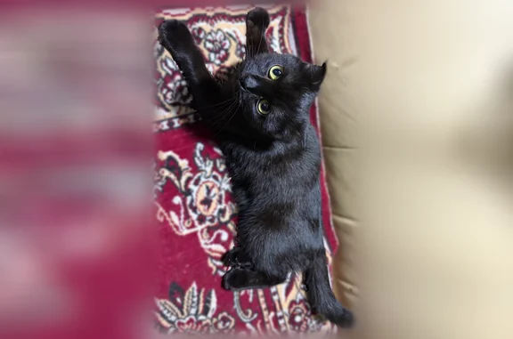 Найдена кошка, Ижевск, фото: Найдена кошка, Ижевск, Металлистов, д. 54, Ижевск — чёрная, ласковая