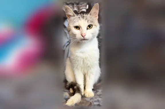 Найдена кошка, Краснокамск, фото: Найдена кошка, Поселок Майский (г Краснокамск), Краснокамск — двухцветный котик