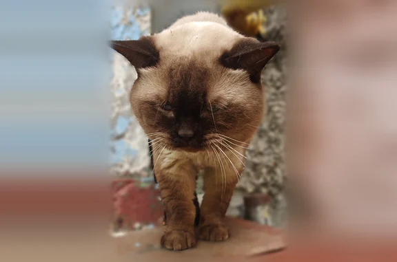 Найдена кошка, Хабаровск, фото: Найдена кошка, Хабаровск — не кастрирован