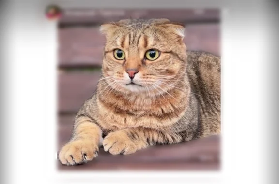 Пропала кошка, Деревня Богданиха, д. 65а — кот ласковый, но пугливый - photo