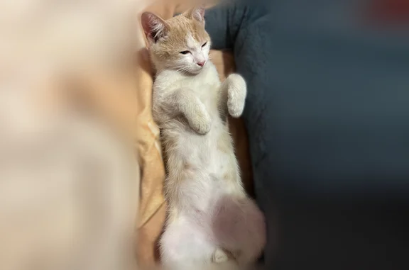 Пропала кошка, Бийск, Нижне-Цесовская, д. 1 — бело-персиковая, 3 месяца - photo