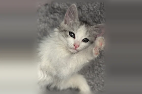 Объявления о пропавших и найденных животных, Борисоглебск, фото: Найдена кошка, Дорожная, Борисоглебск — белая, очень ласковая, любознательная
