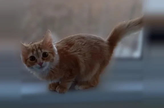 Пропала кошка, Строителей, Владимир — котик Барсик, 1 год - photo