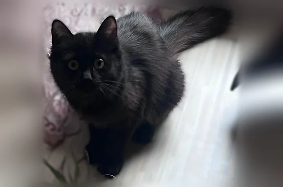 Пропала кошка, Боярова, д. 9, Тосно — молодая, очень трусливая - photo