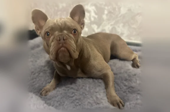 Пропала собака, Район Красноглинский (г Самара), Карагандинская, д. 27, Самара — коричневый, добрый мальчик 1 год 8 мес - photo