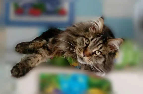 Пропала кошка, Котельниково, Мелиоративная, д. 26/2 — мейн-кун, 8 лет, чёрный мрамор - photo