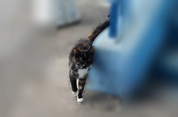 Найдена кошка, Ярославль, фото: Найдена кошка, Бабича, д. 12, Ярославль — шов на животе