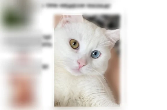 Пропала кошка, Северная, Калач — разные глаза, кастрирован - photo