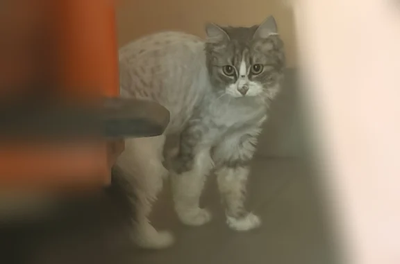 Найдена кошка, Саратов, фото: Найдена кошка, Район Октябрьский (г Саратов), им Рахова В.Г., д. 15/31, Саратов — белая переносица и щеки