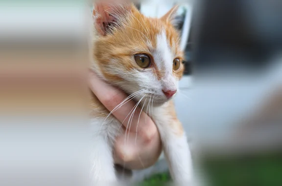 Найдена кошка, Офицерская 2-я, Пенза — рыженький котёнок с белыми носиком, лапками и пузиком - photo