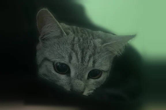 Найденные животные Йошкар-Ола, фото: Найдена кошка, Анникова, д. 12, Йошкар-Ола — серая с полосками, 5-8 месяцев