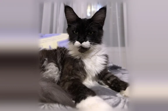 Пропала кошка, Изумрудная, д. 22, Конаково — кот мейн-кун, трусливый - photo