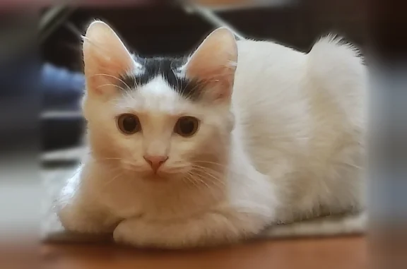 Пропала кошка, Ростов-на-Дону, 6-я линия, д. 51, Ростов-на-Дону — белый с чёрными пятнышками, кличка Кеша - photo