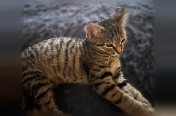 Объявления о пропавших и найденных животных, Владимир, фото: Найдена кошка, Владимир, Ленина, д. 27 — очень ухоженная, не пуганая, домашняя