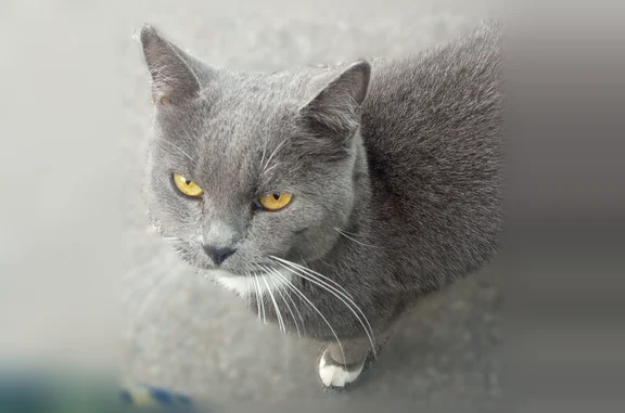 Найдена кошка, Мурино, фото: Найдена кошка, Мурино, в Лаврики, д. 63, Мурино — очень мёрзнет, домашняя