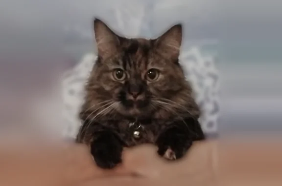 Пропала кошка, Мурманск, Аскольдовцев, д. 47 — коричневая, рыжеватые пятна, жёлтые глаза - photo