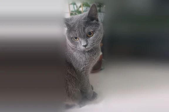 Пропала кошка, Серпухов, Октябрьская, д. 28, Серпухов — серый британский кот, откликается на имя Антон - photo