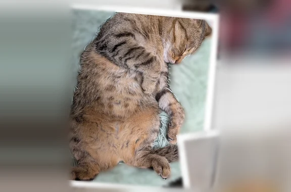 Пропала кошка, Красноуральск, Парковая, д. 9 — коричневый с рыжеватым оттенком окрас - photo