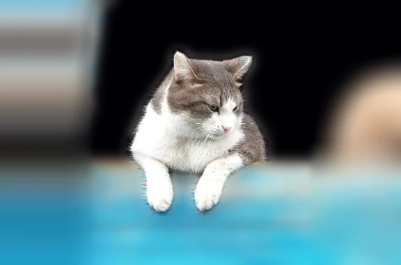 Пропала кошка, Рихарда Зорге, д. 6, Уфа — бело-серого цвета - photo
