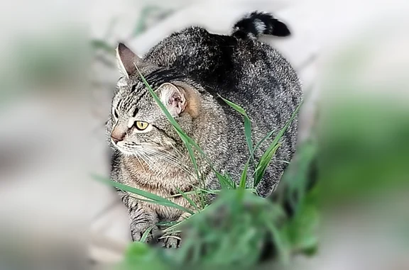 Пропала кошка, Смоленск, Рыленкова, д. 54а — кот Марс, 5 лет, кастрирован - photo