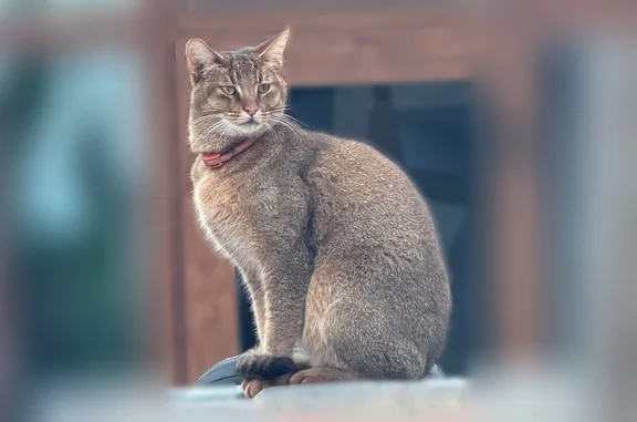 Пропала кошка, Находка, Рябиновая, д. 27, Находка — кот коричневой расцветки в ошейнике - photo