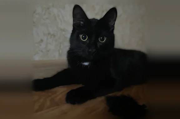 Пропала кошка, Колпино, Павловская, д. 86, Колпино — откликается на кличку, 1 год - photo