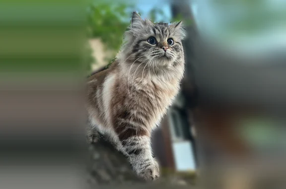 Пропала кошка, Салаир, Савинцева, д. 13, Салаир — серый в мелкую полоску, кличка Рик - photo