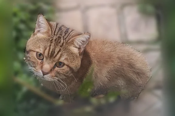 Найдена кошка, Домодедово, фото: Найдена кошка, Село Растуново (г Домодедово), Домодедово — серый полосатый, не кастрирован